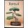 Bonsai - Christine Stewart